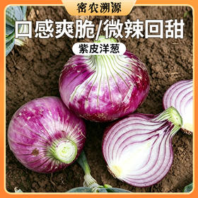 密云新鲜紫皮洋葱 500g 颜色鲜亮  清脆爽口 微辣味浓  凉拌炒食均佳  葱头