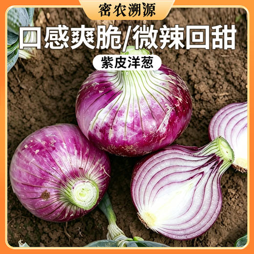 密云新鲜紫皮洋葱 500g 颜色鲜亮  清脆爽口 微辣味浓  凉拌炒食均佳  葱头 商品图0