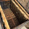 山萃蜜语脐橙花蜂蜜礼盒 商品缩略图4