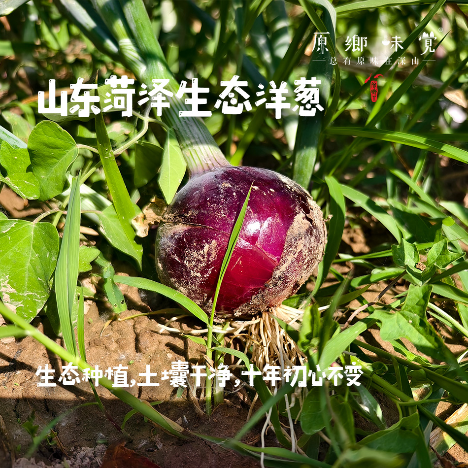 山东菏泽生态洋葱（基地直发-中通包邮）|3斤/5斤/箱，来自山东菏泽，生产者：孙喜梅【合作生产，公平贸易】