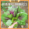 密云新鲜现摘农家红苋菜300g  鲜嫩软滑  小叶菜 商品缩略图0