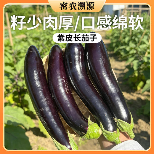 北京新鲜现摘长茄子 1斤 颜色亮紫均匀  皮薄肉厚  肉质细嫩 商品图0