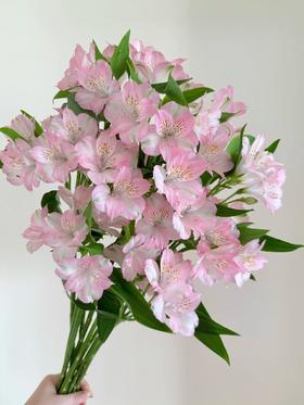海盛粉色六出花迪拜水仙百合10支