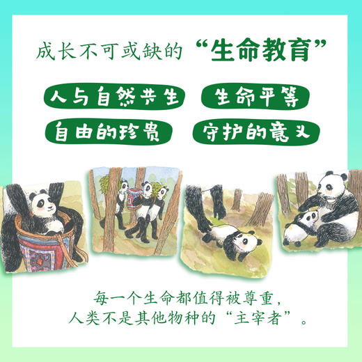 【5-10岁】重返森林（大熊猫淘淘的真实故事） 商品图3