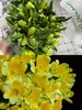 海盛黄色六出花水仙百合花10支 商品缩略图0