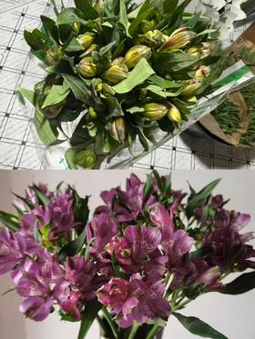 海盛紫色六出花水仙百合花10支