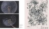 法文原版 | La parade des fleurs: lecons de peinture / 花之巡游：绘画课 商品缩略图4
