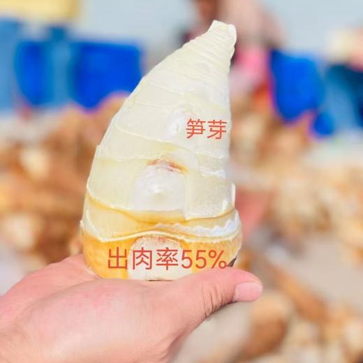 甜龙竹笋丨夏日限定款实心笋，现挖现发，可生吃，可食率高达55％，没有苦涩味，鲜嫩清甜。⭐️顺丰冷链 商品图12