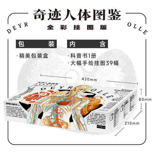 【热卖】奇迹人体图鉴（全彩挂图版，含平装科普书1册、大幅手绘挂图39幅，大16开套盒装） 商品图3