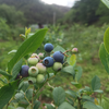 极客云端蓝莓| 丽江高海拔种植，一口爆浆，自带天然果酸，酸甜有味，带酸味是品种特点，不能吃酸勿拍。冰箱冷藏储存4小时以上脆度会增加。⭐️顺丰特快 商品缩略图1