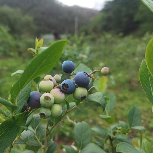 极客云端蓝莓| 丽江高海拔种植，一口爆浆，自带天然果酸，酸甜有味，带酸味是品种特点，不能吃酸勿拍。冰箱冷藏储存4小时以上脆度会增加。⭐️顺丰特快 商品图1