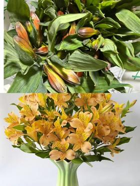 海盛橙色六出花水仙百合花10支