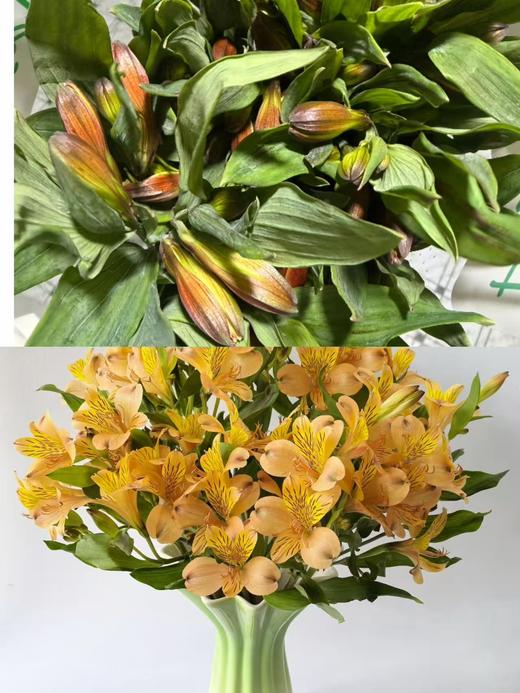 海盛橙色六出花水仙百合花10支 商品图0