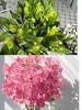 海盛深粉色六出花水仙百合花10支 商品缩略图0