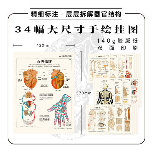 【热卖】奇迹人体图鉴（全彩挂图版，含平装科普书1册、大幅手绘挂图39幅，大16开套盒装） 商品图1