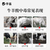 华畜 排酸宝1kg 牛羊瘤胃 胀气  过料严重 采食量下降 拉稀腹泻 商品缩略图1