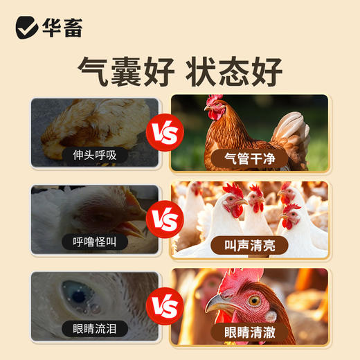 华畜气馕青500ml化痰止咳宣肺平喘孕畜可用 商品图3