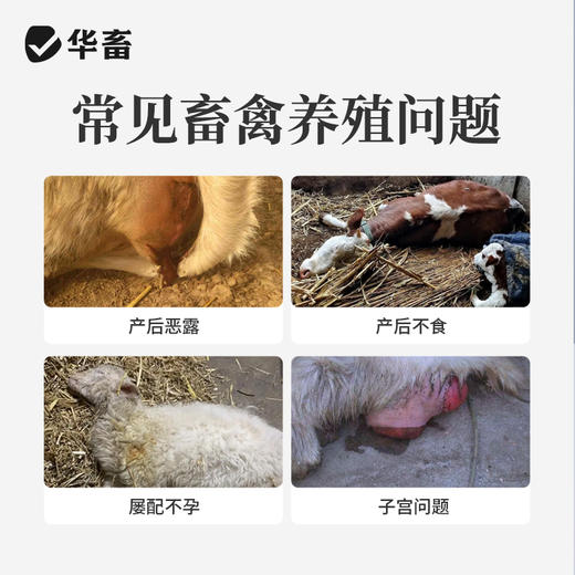 宫净100ml 产后冲洗排恶露 产后保健子宫清理 母畜消炎 商品图1
