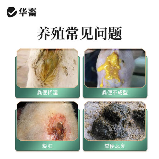 华畜利头翁 清热解毒 化湿止痢 肠炎腹泻鸡鸭鹅通用 商品图1