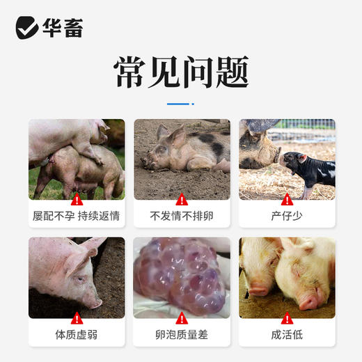 华畜胎仔旺兽用母猪促排卵好配种叶酸生育酚维生素E发情粉剂 商品图1