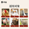 华畜利头翁 清热解毒 化湿止痢 肠炎腹泻鸡鸭鹅通用 商品缩略图4