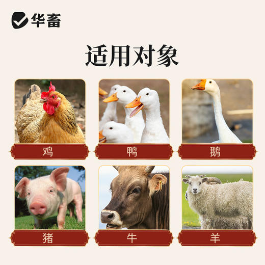 华畜利头翁 清热解毒 化湿止痢 肠炎腹泻鸡鸭鹅通用 商品图4
