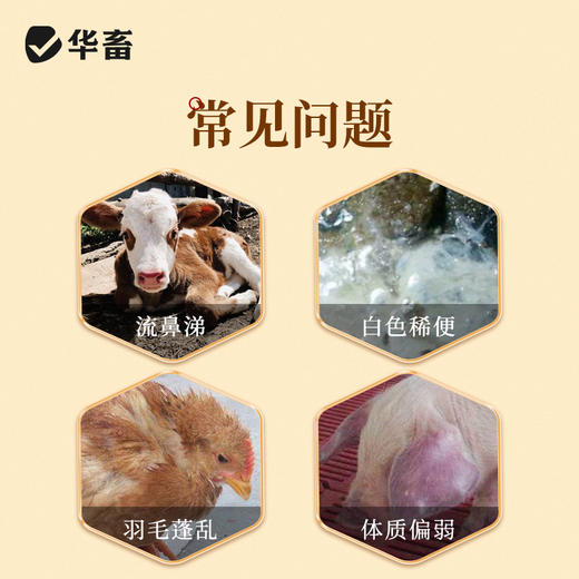 华畜清温本草纲4斤装 扶正祛邪 清热解毒 畜禽感冒 商品图1