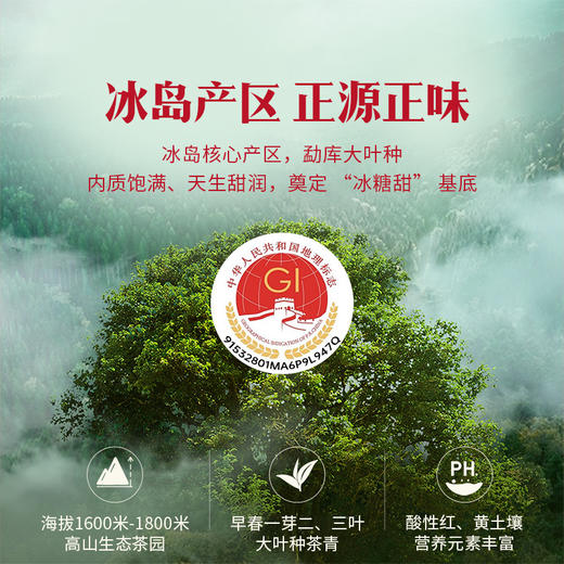 八马茶业｜信记号口口相传·冰岛普洱熟茶190克尊享版（2021年） 商品图3