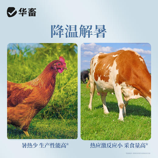 华畜解暑粉解暑抗暑避免中暑降温抗应激猪牛羊家禽薄荷饲料添加剂 商品图1
