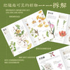 身边的植物观察图鉴 不*奔赴山野，于寻常草木中见万物 商品缩略图2