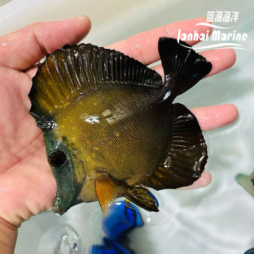 地图吊 1号 商品图2