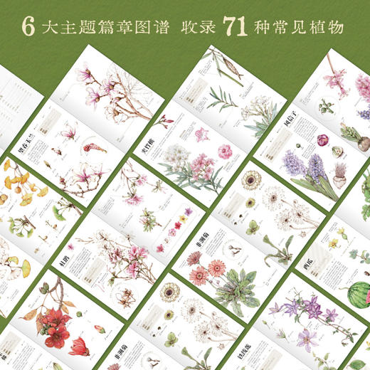 身边的植物观察图鉴 不*奔赴山野，于寻常草木中见万物 商品图1