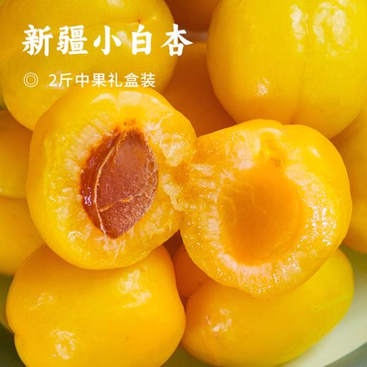 新疆小白杏 | 天山蜜杏 个头精灵小巧 口感酸甜清新 圆润多汁 晶黄剔透 一杏两吃 杏香四溢 杏仁酥脆 商品图0