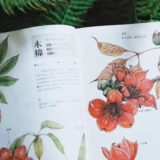 身边的植物观察图鉴 不*奔赴山野，于寻常草木中见万物 商品图3