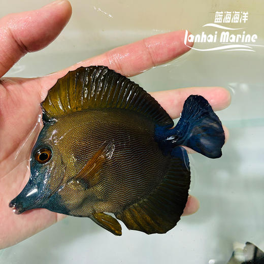 地图吊 1号 商品图1