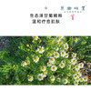洋甘菊植物皂液/沐浴露（成都仓库-顺丰发货）|500ml/瓶，来自广东中山，生产者：旗溪【合作生产，公平贸易 】 商品缩略图4