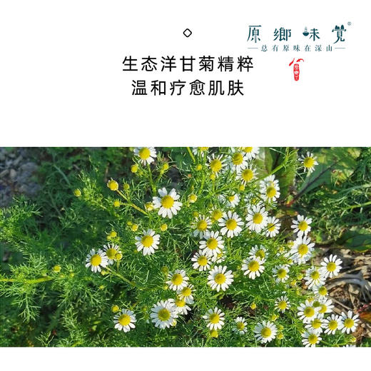 洋甘菊植物皂液/沐浴露（成都仓库-顺丰发货）|500ml/瓶，来自广东中山，生产者：旗溪【合作生产，公平贸易 】 商品图4