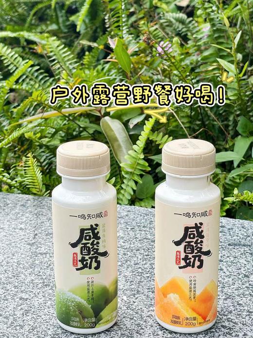 【到手9瓶】一鸣 知咸咸酸奶 商品图0