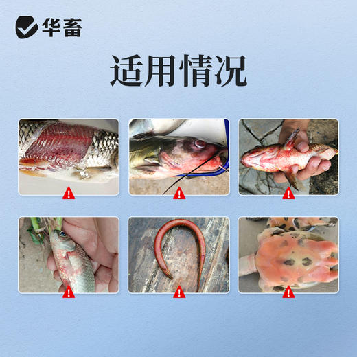 华畜水产用血宁草鱼鲫鱼鮰鱼虾蟹 出血 败血通用 商品图1