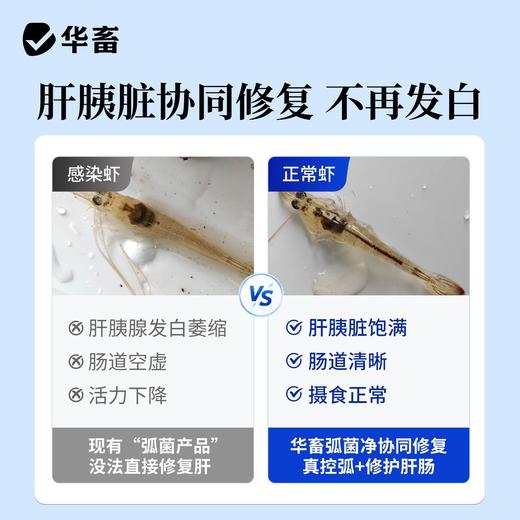 华畜弧菌克星弧净清水产养殖鱼虾杀菌白斑空肠空胃噬菌海缸弧克 商品图3