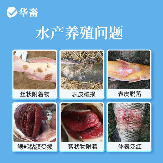 华畜复合流迷沙星500ml 水霉克星 腐皮烂鳃 烂尾出血 每瓶可用4-5亩 商品图1