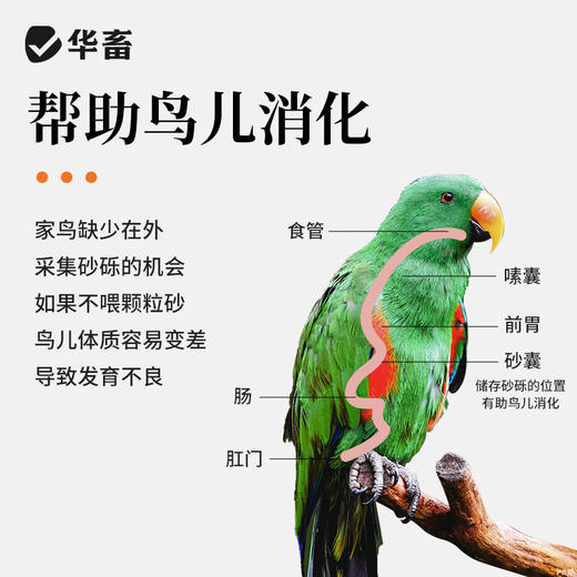 华畜 鸽子高钙颗粒砂5斤装  高钙鸟食 增进食欲 强化骨骼 帮助鸟儿消化 适合多种鸟类 商品图2