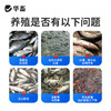 华畜鱼用VC应激宝水产养殖专用药维生素c虾蟹电解多维抗应激解毒 商品缩略图1