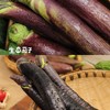 生态茄子（农场直发-顺丰包邮）| 3斤装，来自成都郫都【原乡农场，自产自销】 商品缩略图1