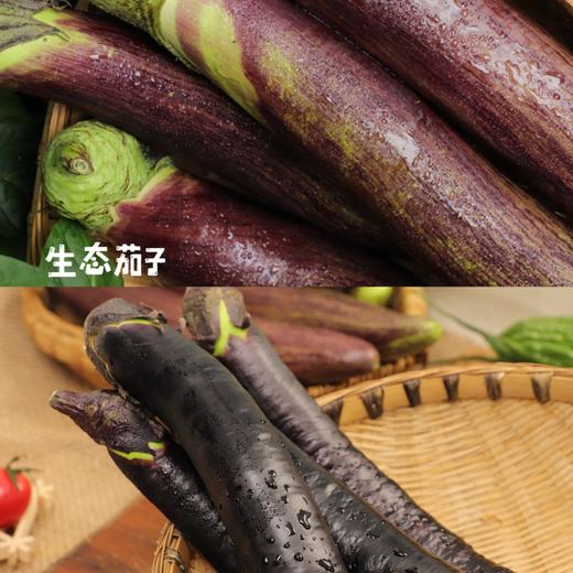 生态茄子（农场直发-顺丰包邮）| 3斤装，来自成都郫都【原乡农场，自产自销】 商品图1