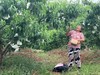 水蜜桃中的爱马仕！龙泉「白凤」蜜桃 商品缩略图4