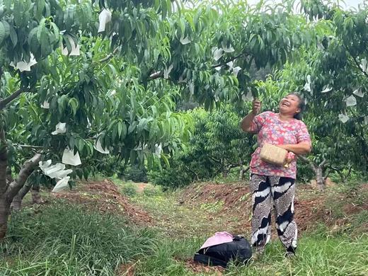 水蜜桃中的爱马仕！龙泉「白凤」蜜桃 商品图4