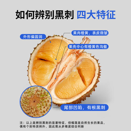 黑刺当季鲜果！【科技筛果 颗颗报恩】【自然树熟 马来空运国内】市舶士 黑刺鲜果榴莲（保5房） 商品图3