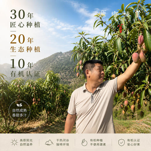 云南干热河谷有机芒果（基地直发-顺丰快递）| 现发小贵妃芒果，来自云南楚雄生产者：庄代康【合作生产，公平贸易】 商品图12