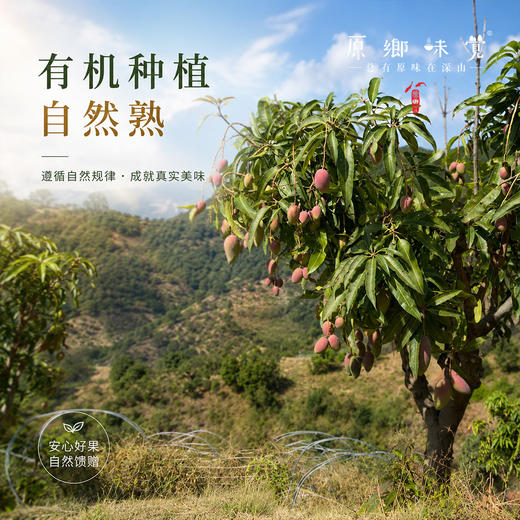 云南干热河谷有机芒果（基地直发-顺丰快递）| 现发小贵妃芒果，来自云南楚雄生产者：庄代康【合作生产，公平贸易】 商品图11